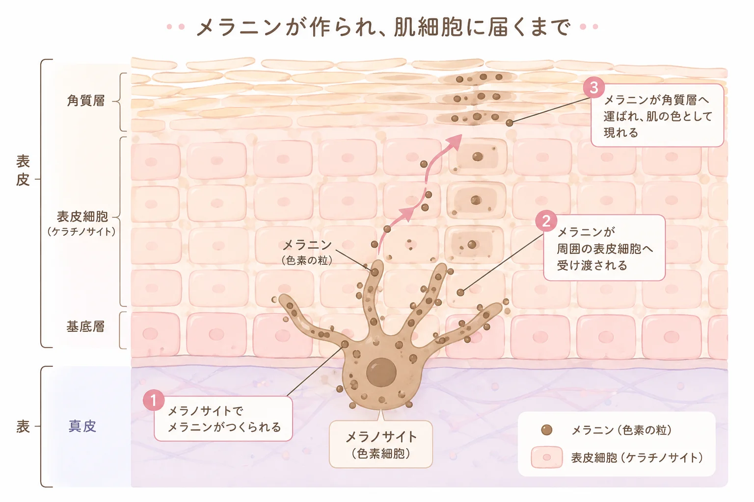 メラノサイトで作られたメラニンが表皮細胞に受け渡され角質層まで運ばれる過程のイラスト
